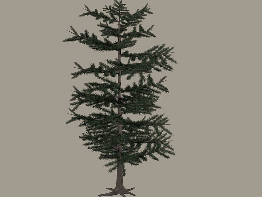 tree, isolated, png, nature, digitalart, flower, transparent, christmas tree, christmas, plant