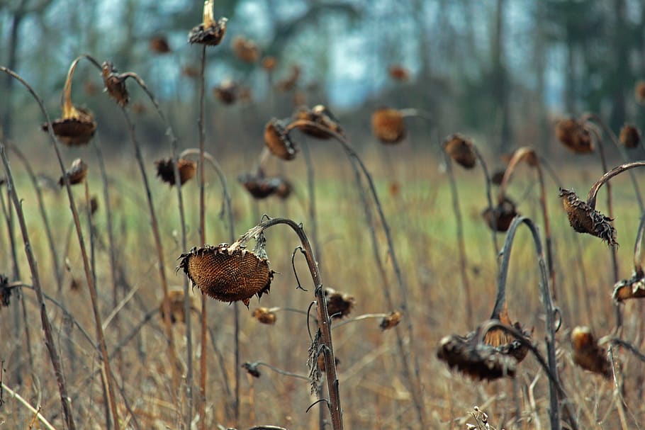 sunflower field, withered sunflower, withered, dry, sunflower, faded, transience, transient, drought, nature