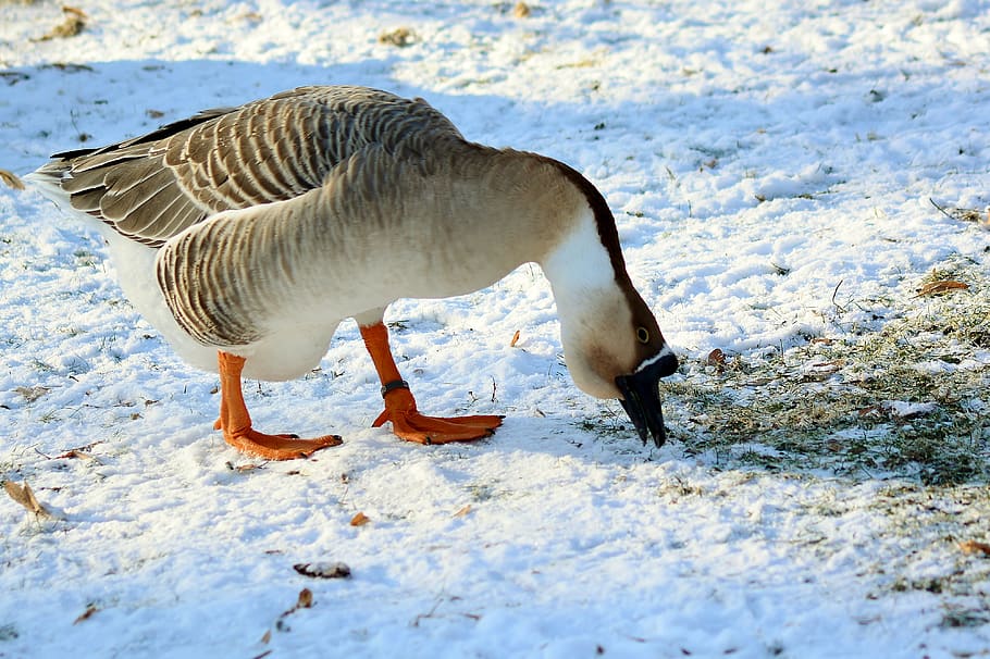 höcker goose, winter, feed, snow, cold, animal themes, animal, animal wildlife, vertebrate, bird