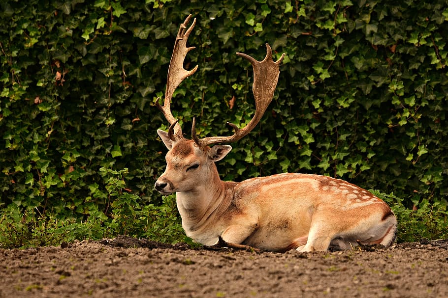 fallow deer, stag, antler, captivity, lying down, resting, animal, animal themes, mammal, one animal