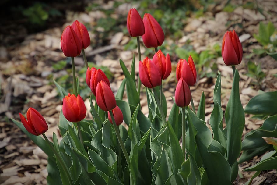 spring, garden, tulips, plant, flowers, flora, blossomed, petals, red, tulip