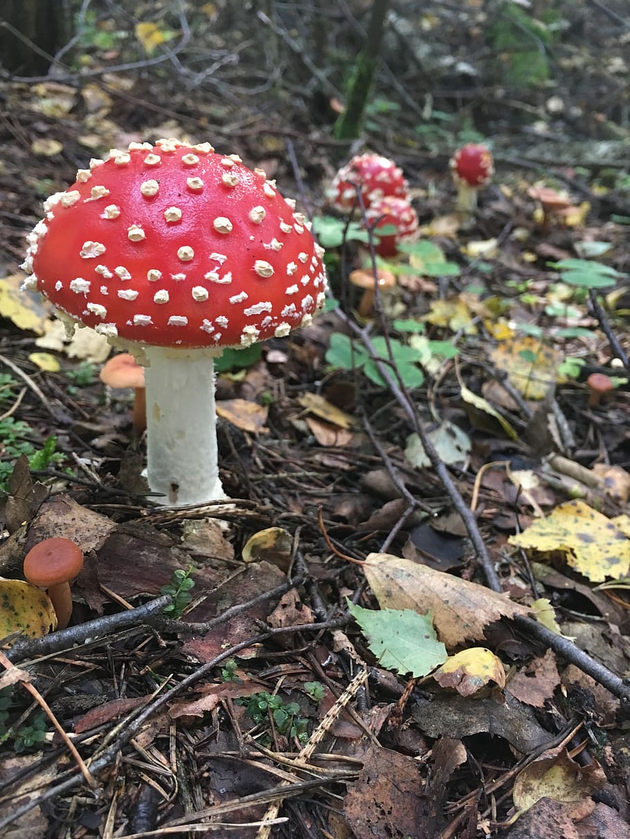 mushroom, mushrooms, amanita, forest, nature, cap, wild, poisonous, autumn, toxic