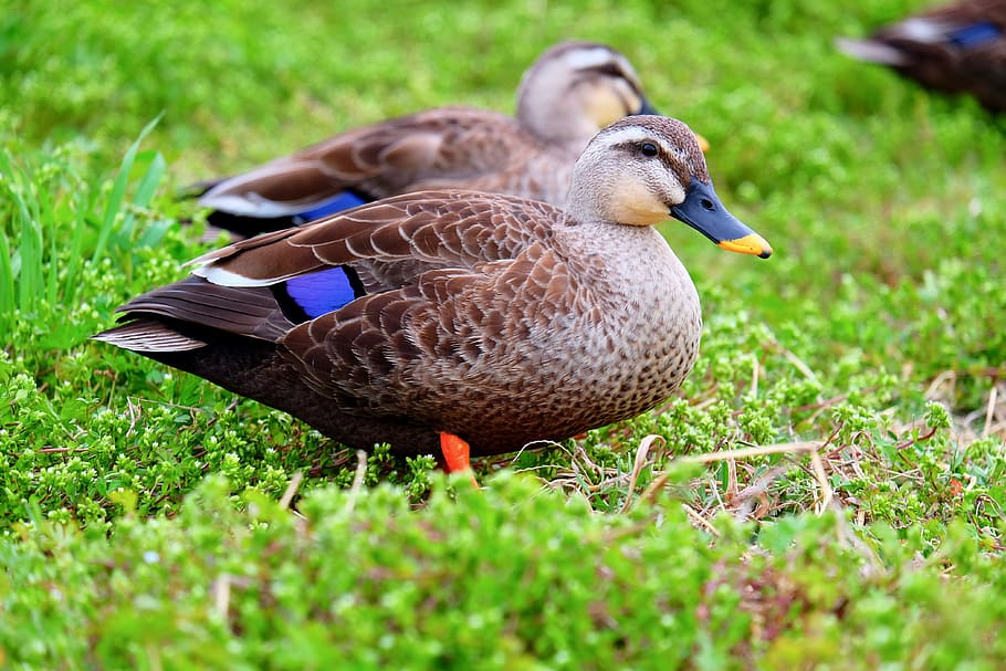 ducks, birds, green, walking, peers, bird, vertebrate, animal themes, animal, grass