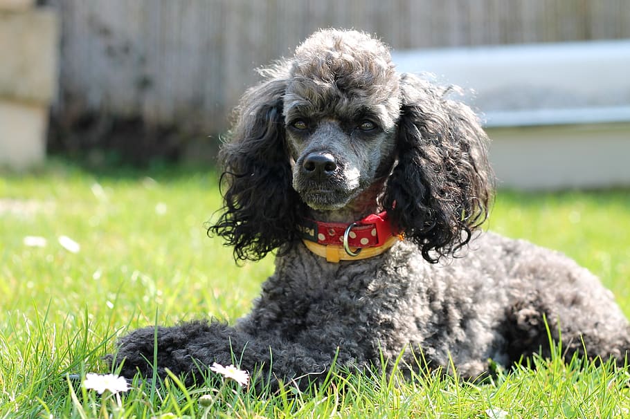 dog, poodle, miniature poodle, black, gray, silver, animal, cute, charming, breed