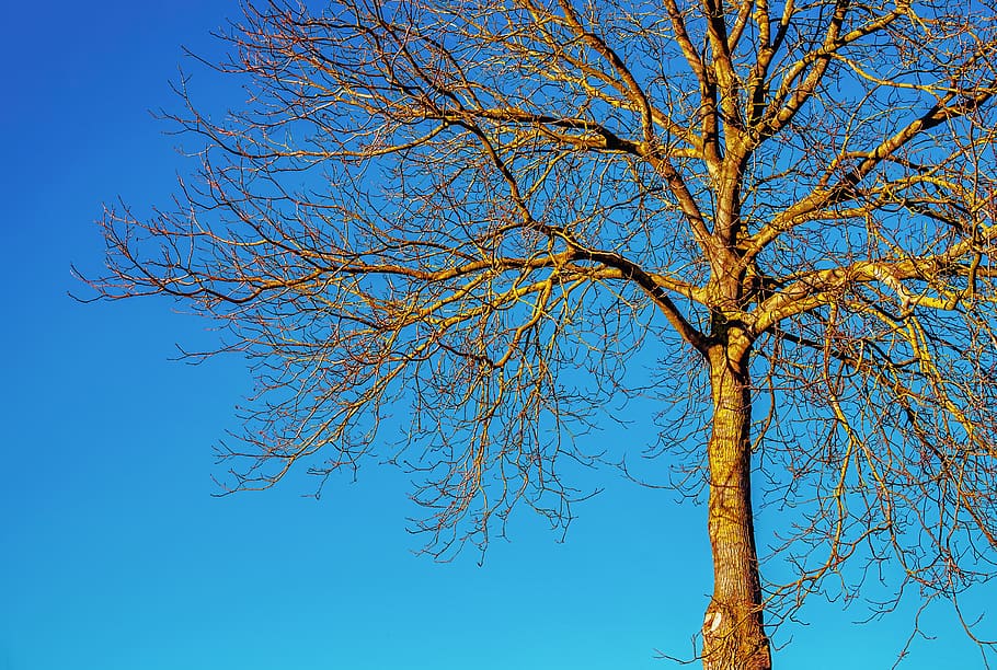 tree, nature, wood, kahl, aesthetic, deciduous tree, walnut, sky, mood, abendstimmung