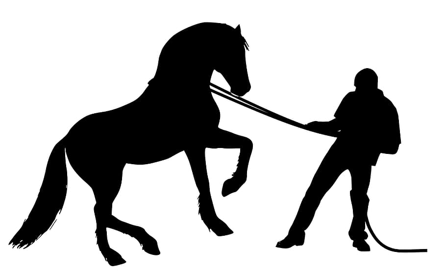 silueta, caballo, entrenador, hombre, entrenamiento, salvaje, animal, de pie, resistencia, áspero