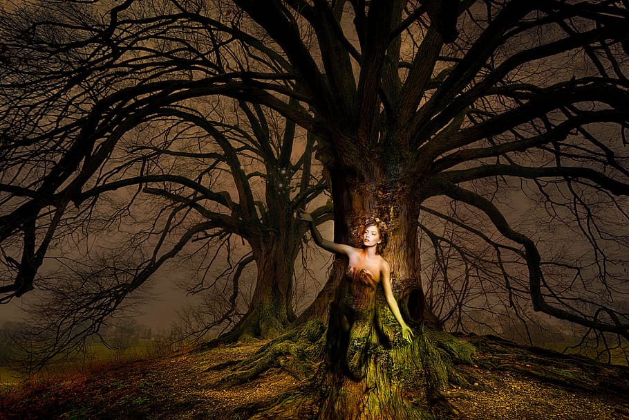 fantasy, woman, tree, light, mood, fairytale, mysterious, magic, one person, plant