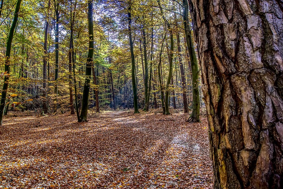 forest, trees, leaves, autumn, mood, light, landscape, nature, mystical, scenic