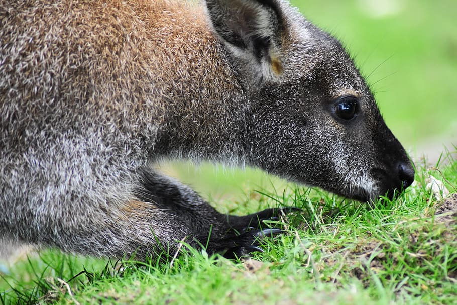Wallaby, animal, australia, australiano, hermoso, cavar, comer, peludo, hierba, gris