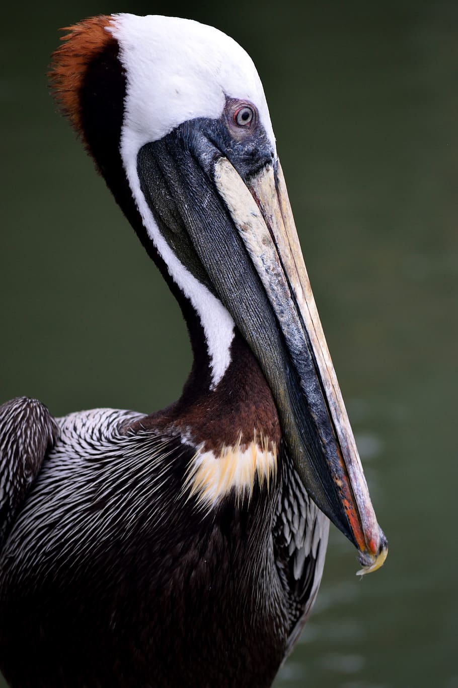 brown pelican, wildlife, avian, bird, waterbird, pelican, nature, water, brown, beak