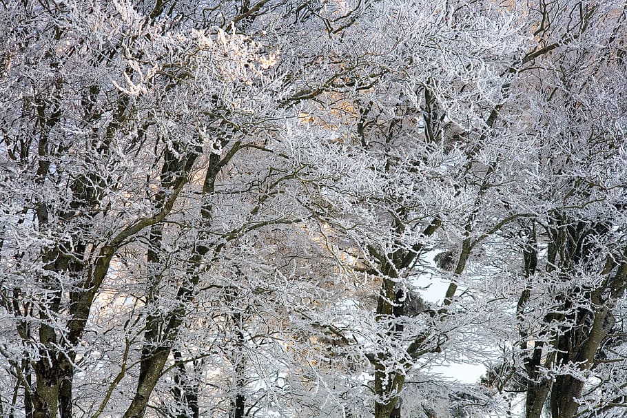 árbol, escarcha, nieve, invierno, frío, paisaje, naturaleza, hielo, árboles, congelado