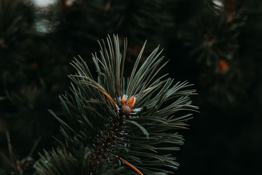 black, branches, brown, green, leaves, orange, pine cones, pines, trees, plant