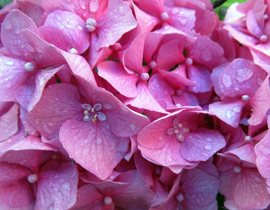 summer, flower, hydrangea, flowering plant, plant, pink color, petal, beauty in nature, close-up, freshness