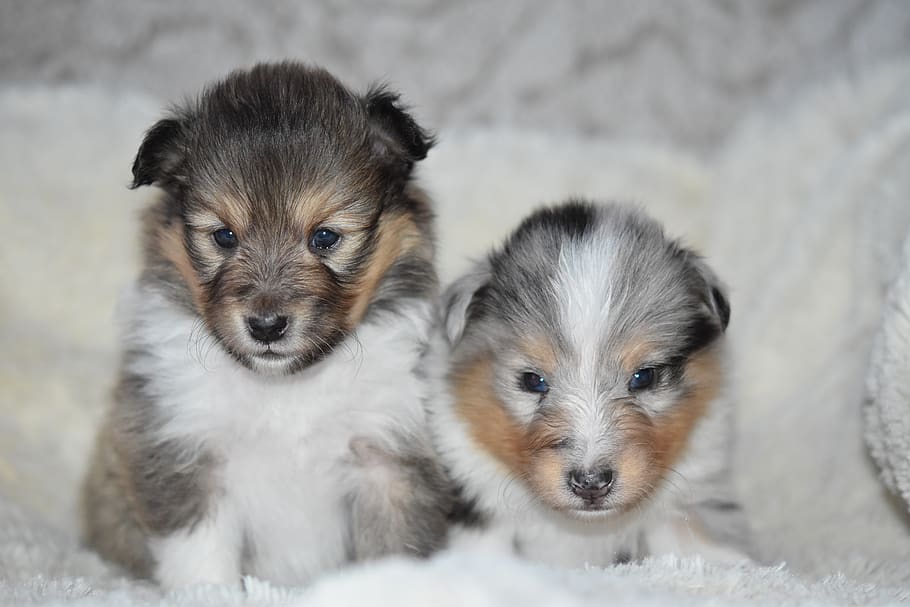 puppies shetland sheepdog, pup, puppy sitting, puppy lying down, bitch shetland sheepdog, color fawn with black overlay, color blue merle, princess bitch angel blue, mascot, animal