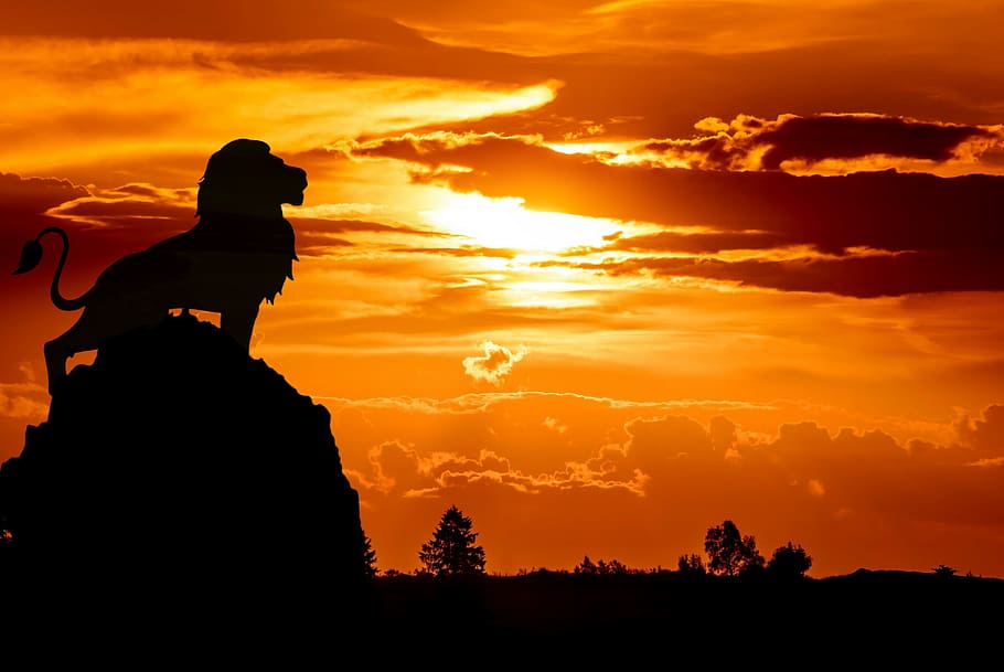 lion, standing, silhouette, rock, sunset., photo illustration, illustration., king, african, sun