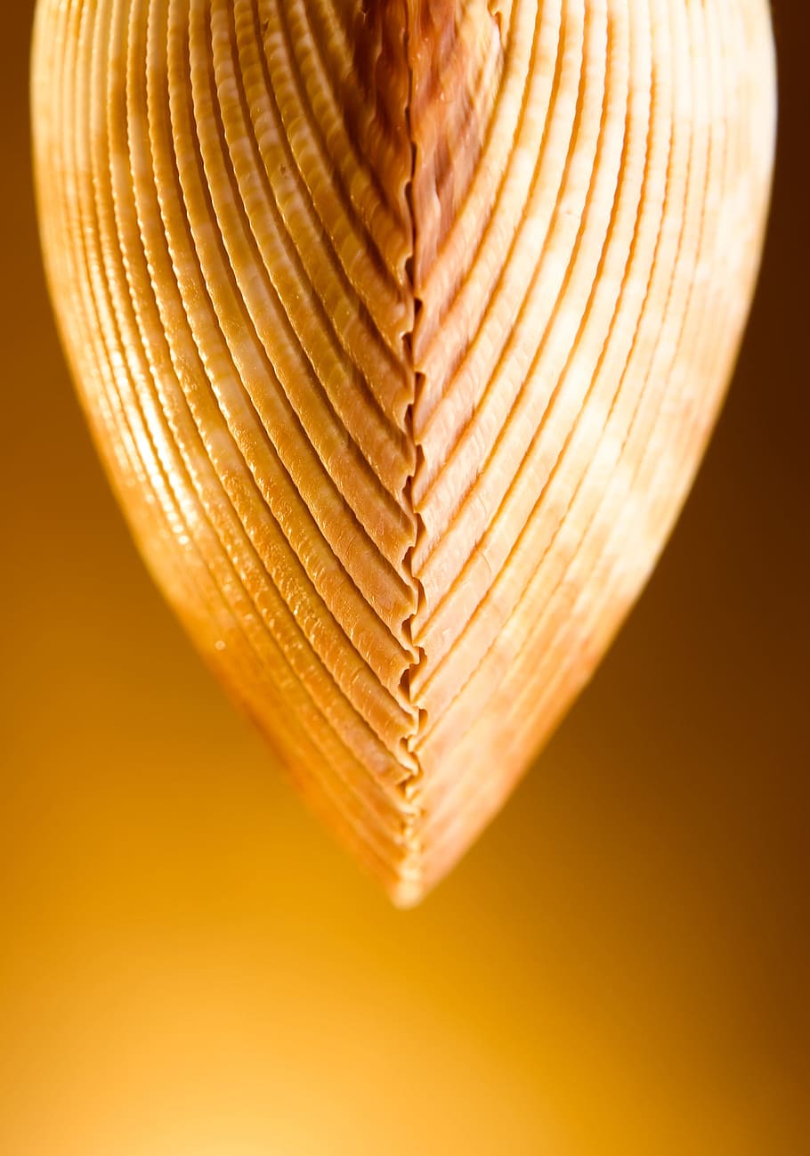 seashell, shell, golden, macro, close-up, love, heart shape, indoors, textured, gold colored
