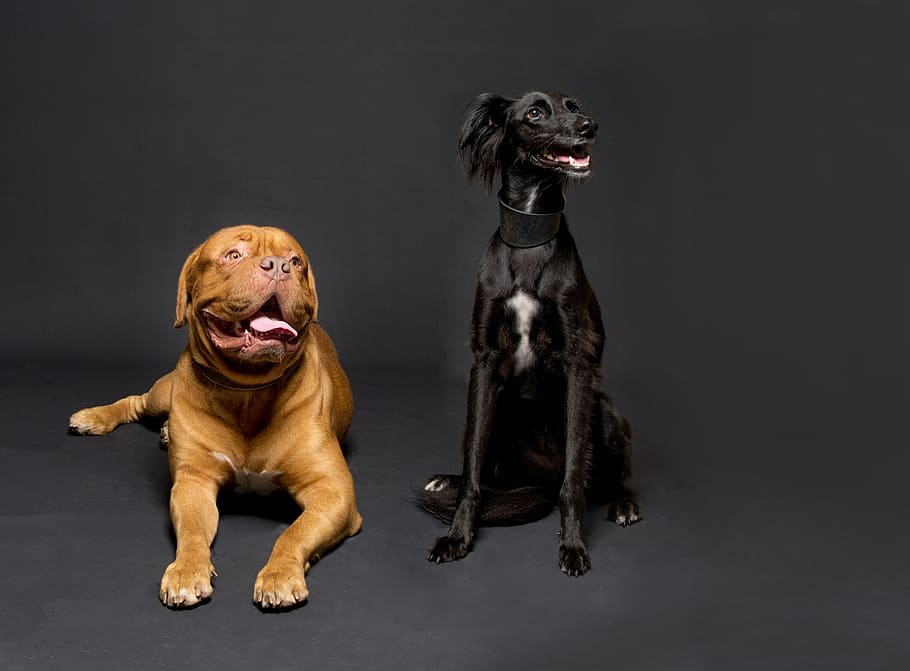 dogs, studio, low-key, canine, animal, pet-portrait, saluki, dogue de bordeaux, sitting, duo