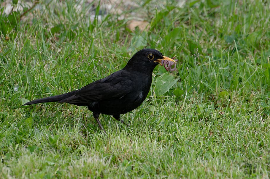 blackbird, collects, earthworms, the cubs, animal themes, animal, bird, animal wildlife, animals in the wild, vertebrate
