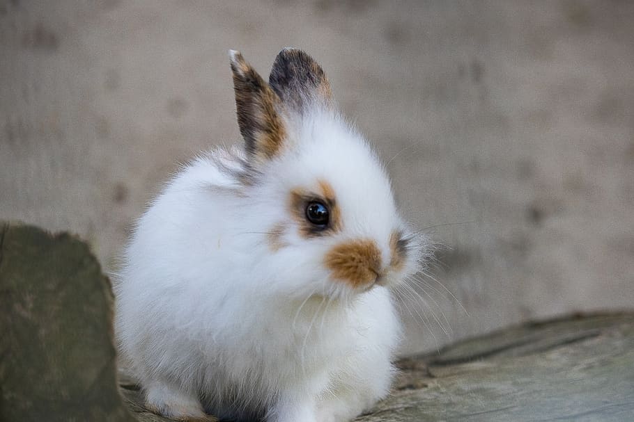rabbit, hare, animal, young animal, mammal, animal world, white, cute, fur, close up
