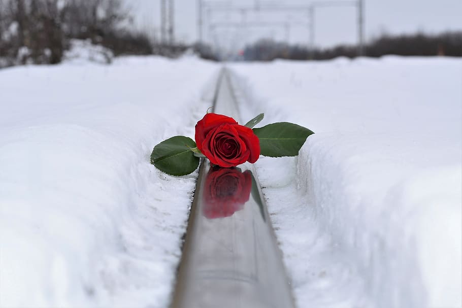 red rose in snow, love symbol, lost love, railway, winter, snowy, romantic, cold, frost, outdoors