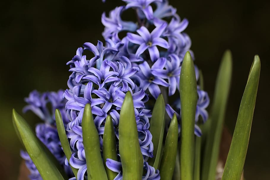 hyacinth, plant, purple, bloom, flowers, blossom, seasonal, garden, spring, bulbous