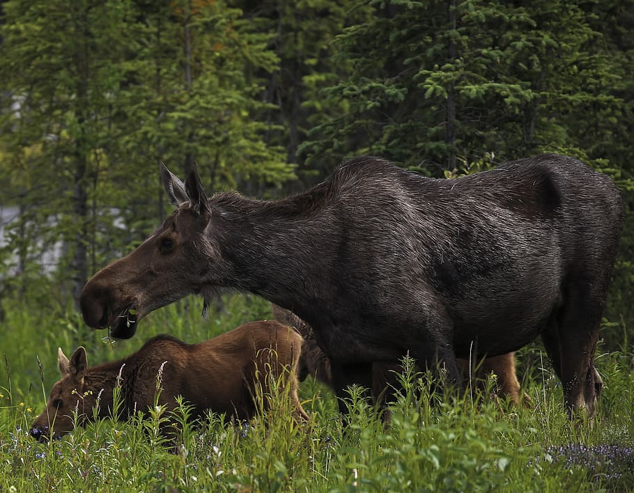 moose, cow, calf, mother, baby, portrait, close up, profile, wildlife, landscape
