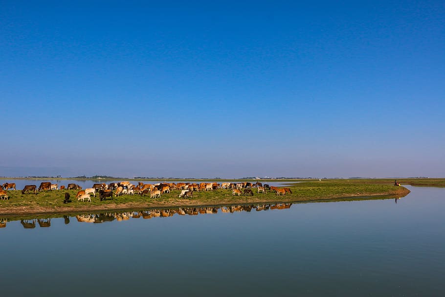 blue sky, lake, blue, landscape, nature, cattle, bangladesh, reflection, river, curve