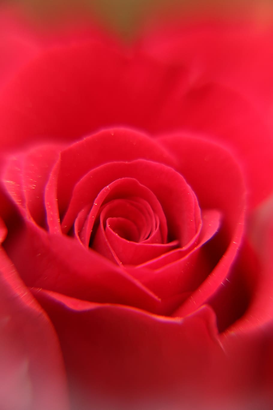 rojo, rosa, flor, pétalos, de cerca, centro, floración, papel tapiz del teléfono, planta floreciendo, belleza en la naturaleza