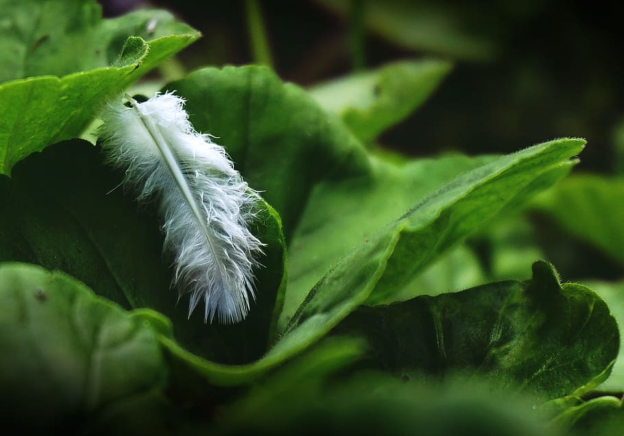 feather, nature, leaf, leaves, feathers, white, plant part, green color, close-up, plant