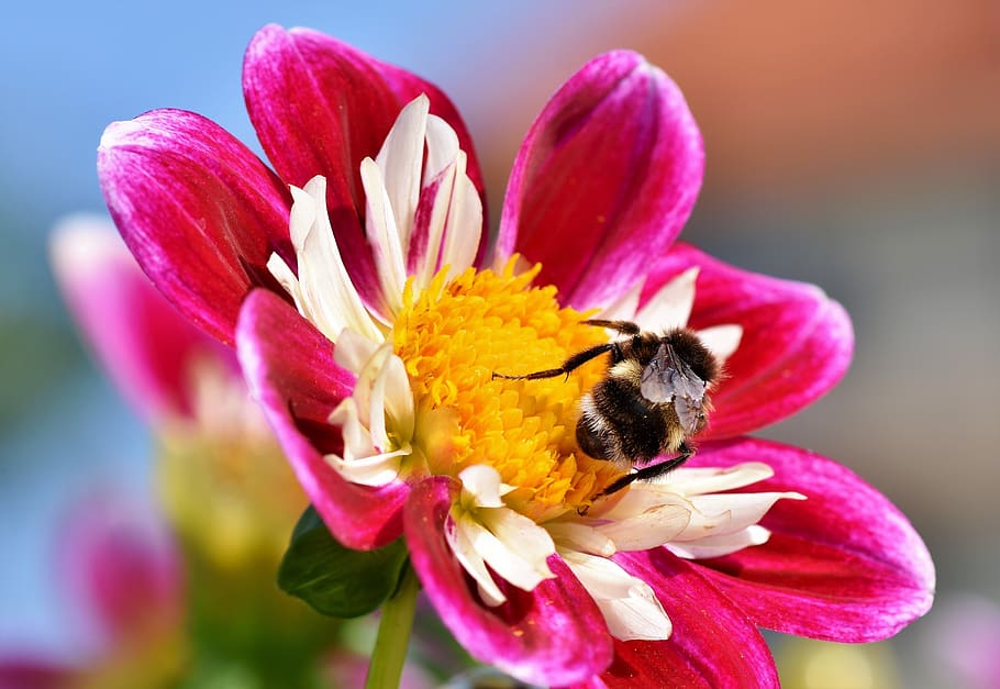 zinnia, composites, asteraceae, hummel, insect, sprinkle, colorful, summer flower, flower, blossom