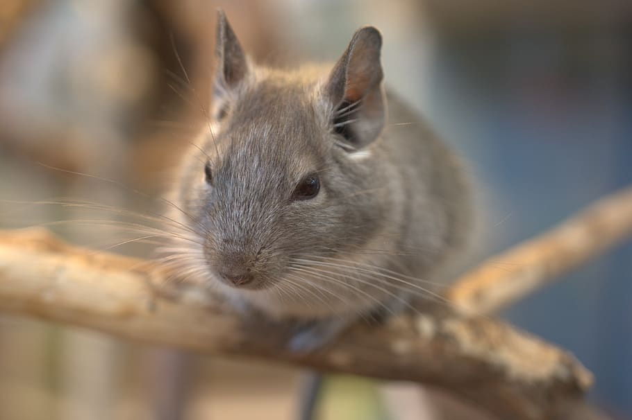 nager, chinchilla, mouse, grey, cute, animal, small, fur, nature, fluffy