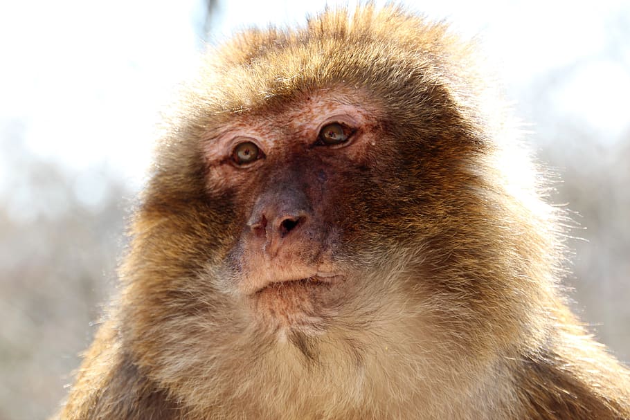 mono barbary, marrón, mono montaña en alsacia, mono, animales, peludo, parque, mamíferos, alimentación, lindo