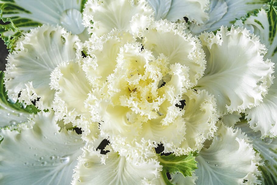 ornamental cabbage, garden, hardy, ornamental vegetables, ornamental plant, cabbage green, kraus, leaves, close up, cabbage