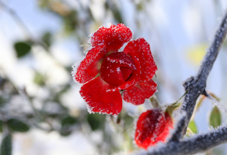 mawar, beku, merah, musim dingin, bunga, dingin, alam, buah berry, buah, makanan sehat