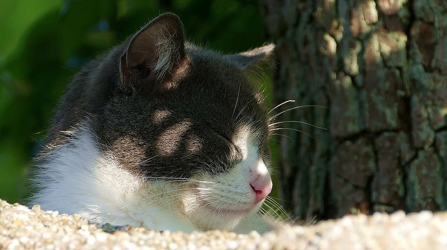 cat, black and white, cute, pet, hide nose, dreams, sunning himself, short hair, mammal, animal themes