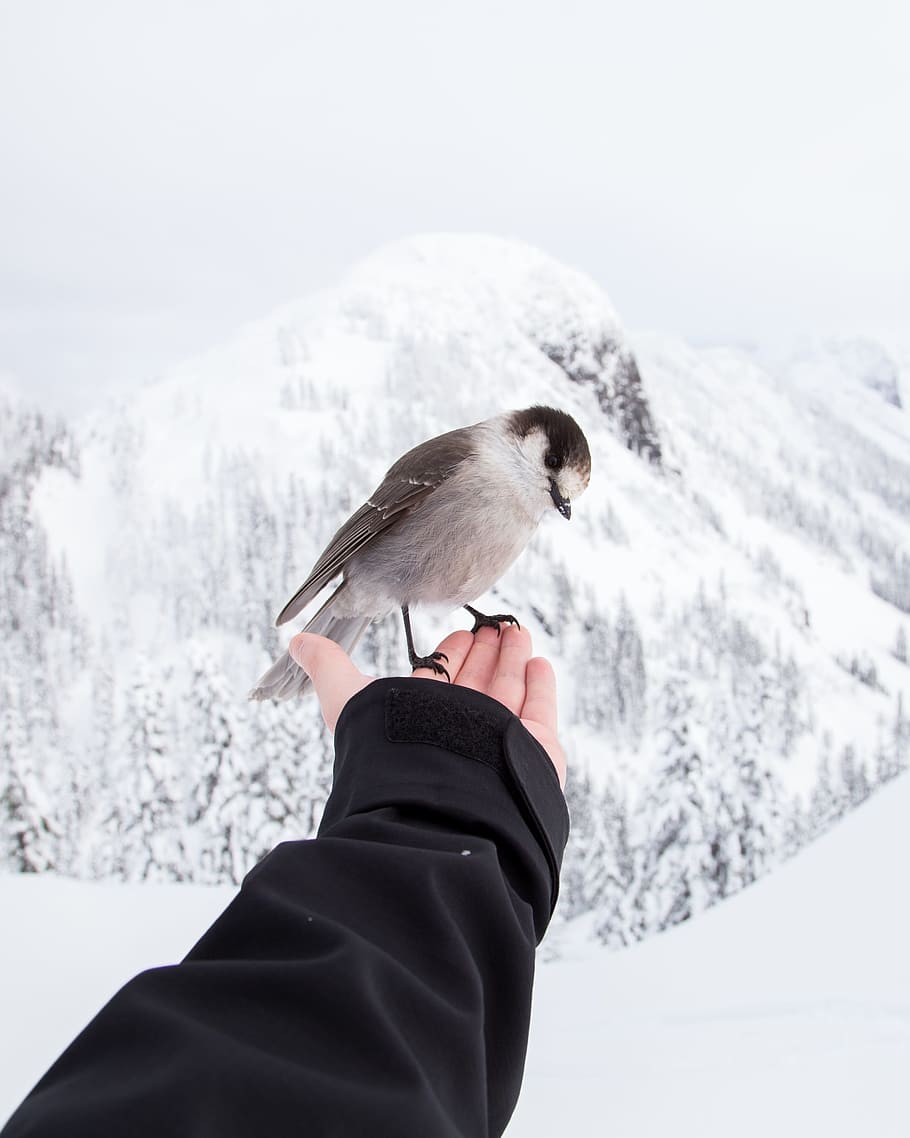 hand, bird, fly, activity, brave, ice, snow, mountain, landscape, winter