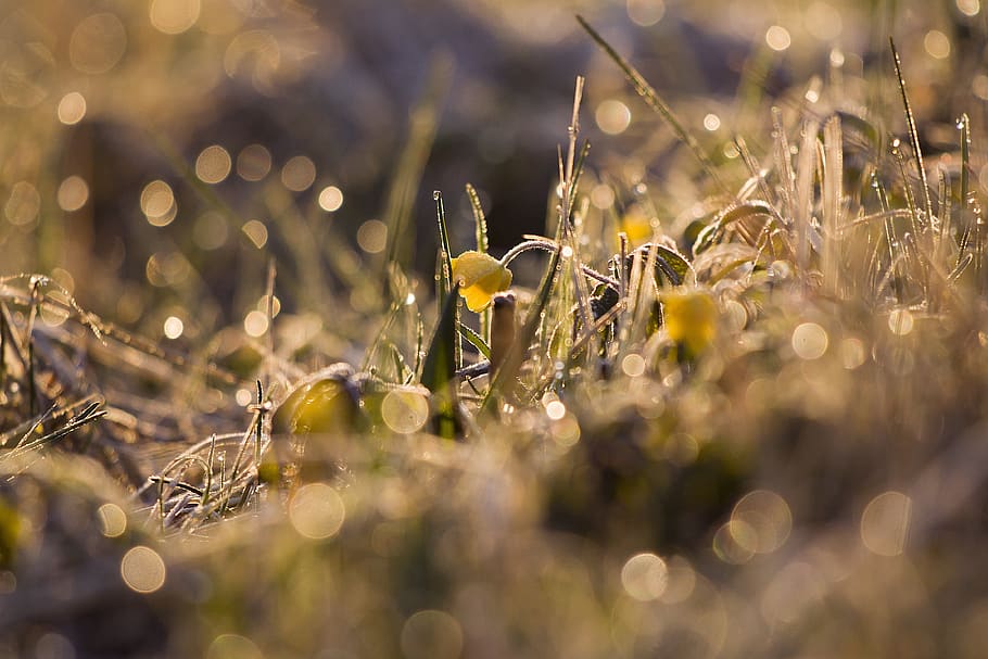 flower, bookeh, watterdrops, sunrise, morning, selective focus, plant, growth, field, nature