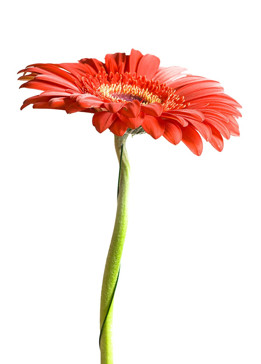 flower, gerbera, red, white, background, spring, macro, stem, closeup, isolated