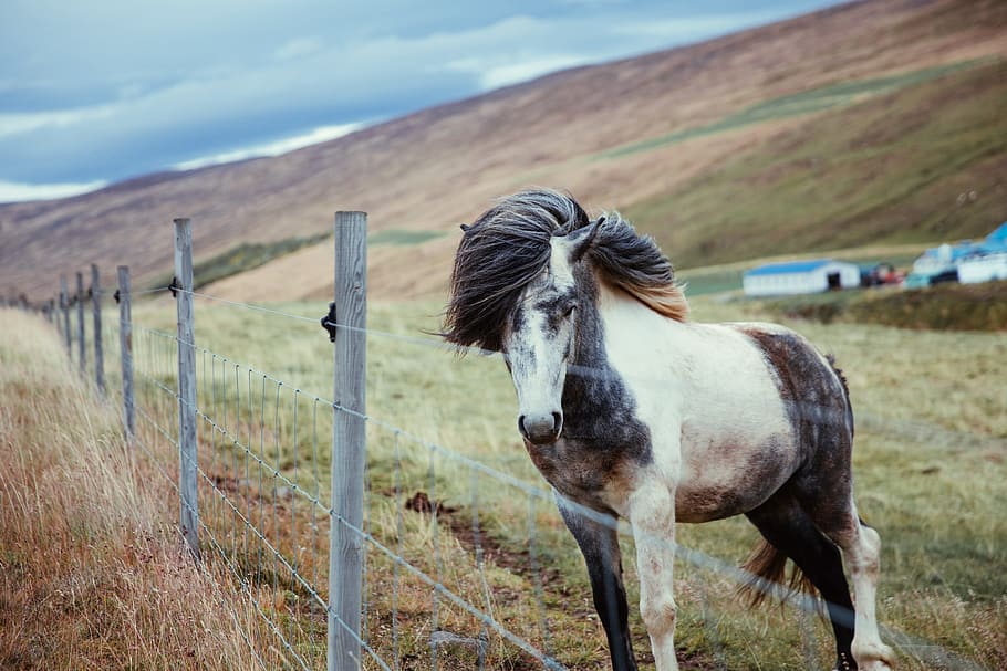 longo, cavalo de cabelos, em pé, cerca, fazenda, doring day time, animal, terras agrícolas, cinza, narina