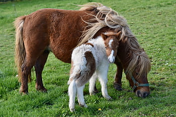 Royalty Free Foal Shetland Photos Free Download Pxfuel