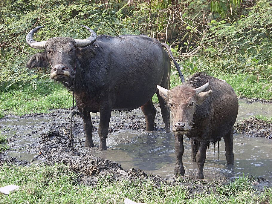 male, water buffalo, calf, -, bubalus bubalis, north, thailand, domesticated, bubalus, animals