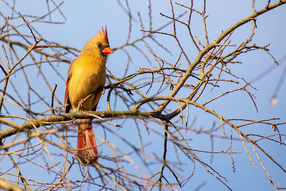 pájaro, rojo, cardenal, hembra, naturaleza, vida silvestre, pájaros cantores, aviar, árbol, plumas