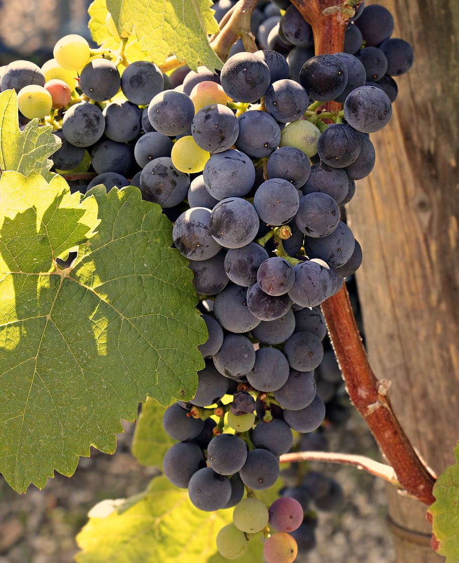 wine, grapes, grapevine, vine, fruit, winegrowing, vines, rebstock, nature, healthy