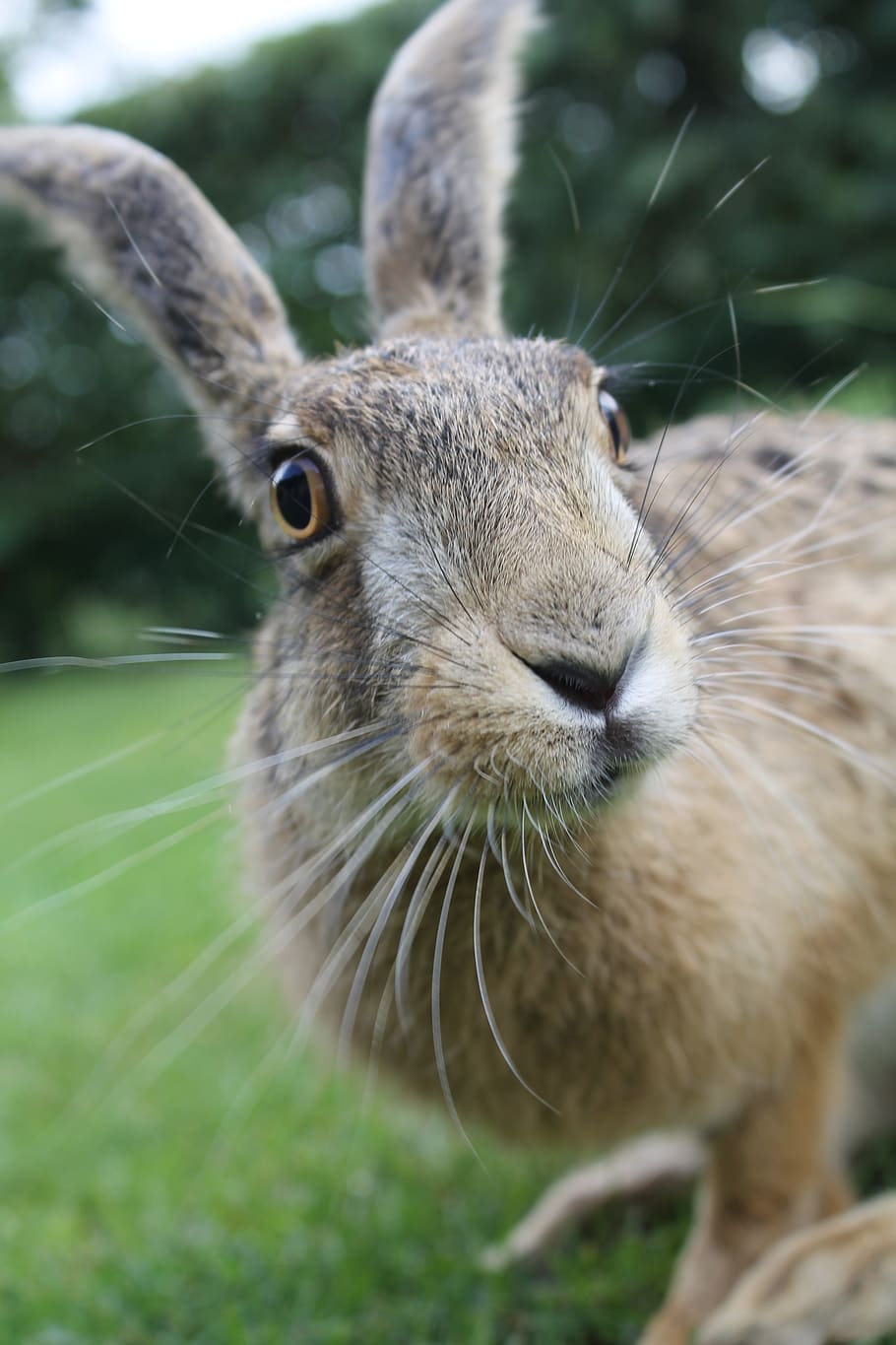 european brown hare, young hare, france, inquisitive hare, mammal, animal themes, animal, one animal, close-up, vertebrate