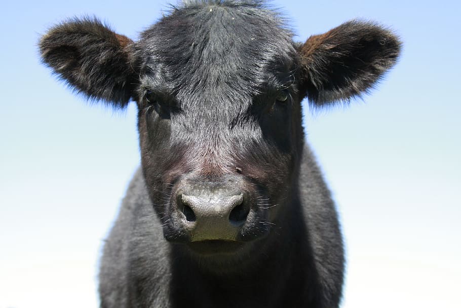 vaca, bovino, cabeça de vaca, pecuária, agricultura, carne de bovino, mamífero, preto, rancho, natureza