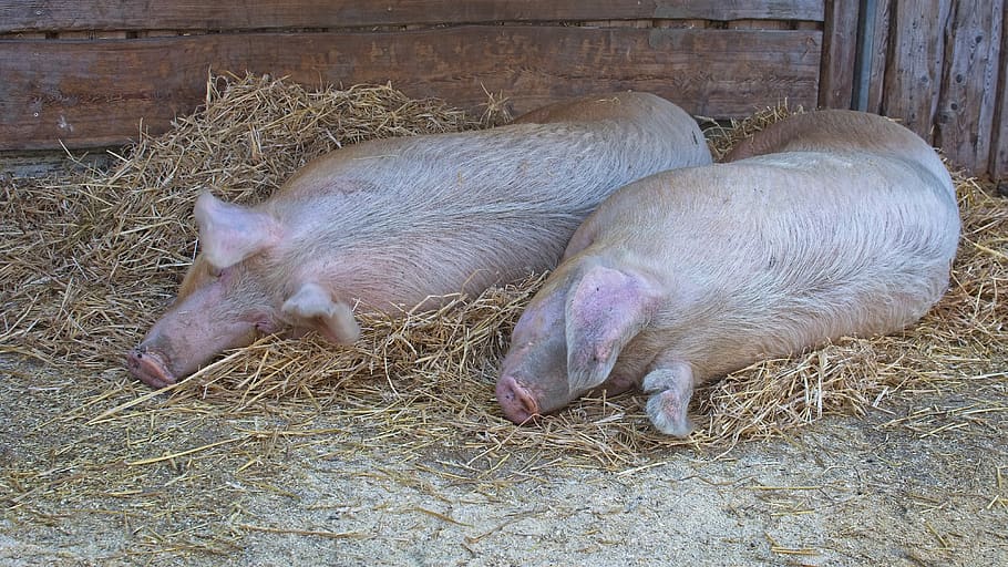 babi domestik, babi, berbaring, tidur, hewan, ternak, istirahat, mamalia, pertanian, tabur