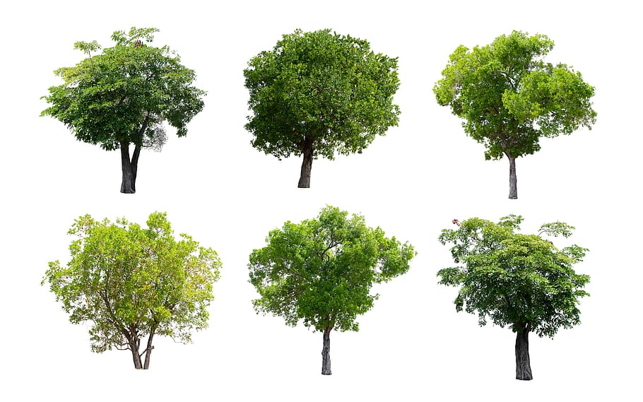 tree, isolated, nature, green, summer, deciduous trees, plant, green color, white background, cut out