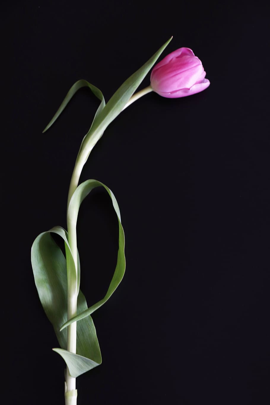 tulip, pink, postcard, congratulation, minimalism, flowers, flower, tulips, easy, plant