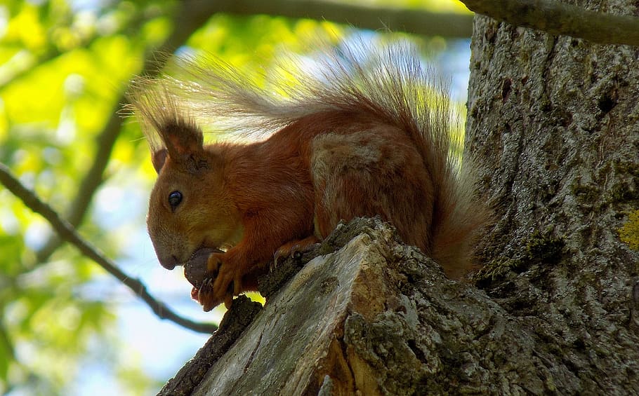 squirrel, walnut, tree, nature, wood, outdoors, living nature, animal themes, animal, animal wildlife