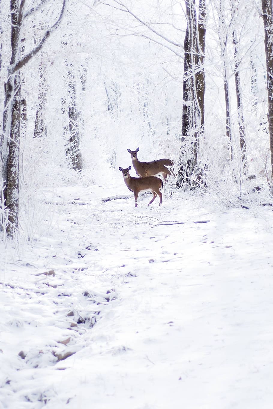 snow, winter, cold, frost, nature, deer, outdoors, season, wildlife, frosty